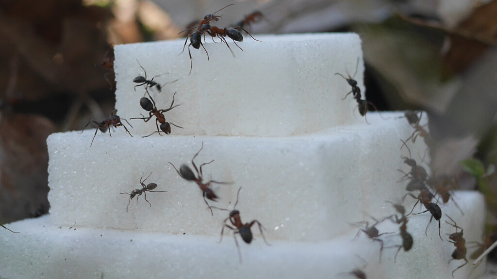 Matěj Smetana, Pyramid, 2024, video, 16:9, sound