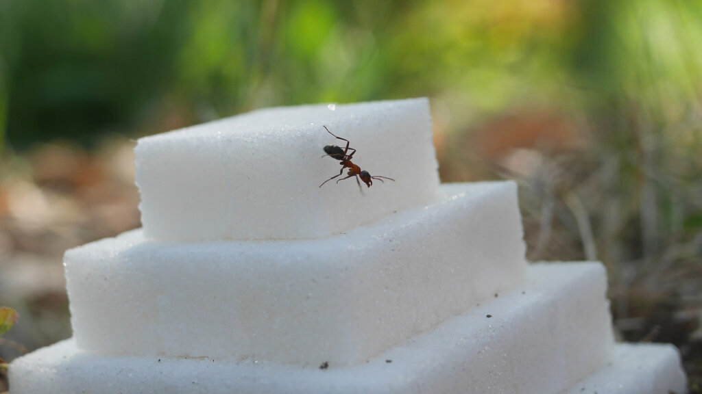 Matěj Smetana, Pyramid, 2024, video, 16:9, sound