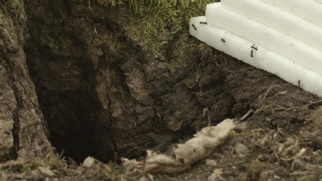 Matěj Smetana, Pyramid, 2024, video, 16:9, sound