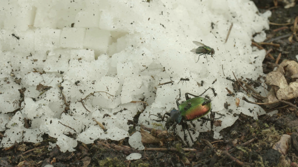 Matěj Smetana, Pyramid, 2024, video, 16:9, sound